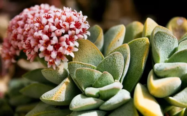 家庭養(yǎng)花：冬季多肉養(yǎng)護知識