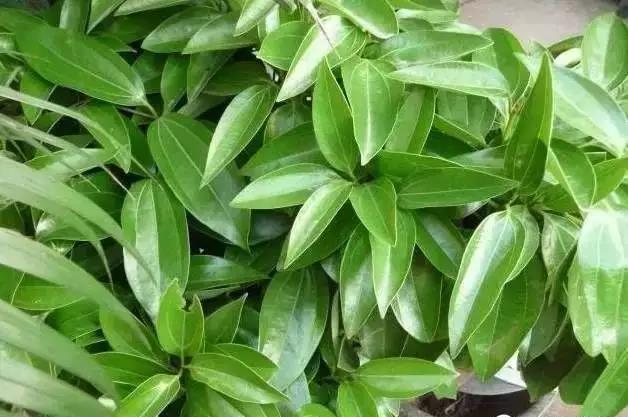 花卉焉了不要緊，這里有最全的補救措施