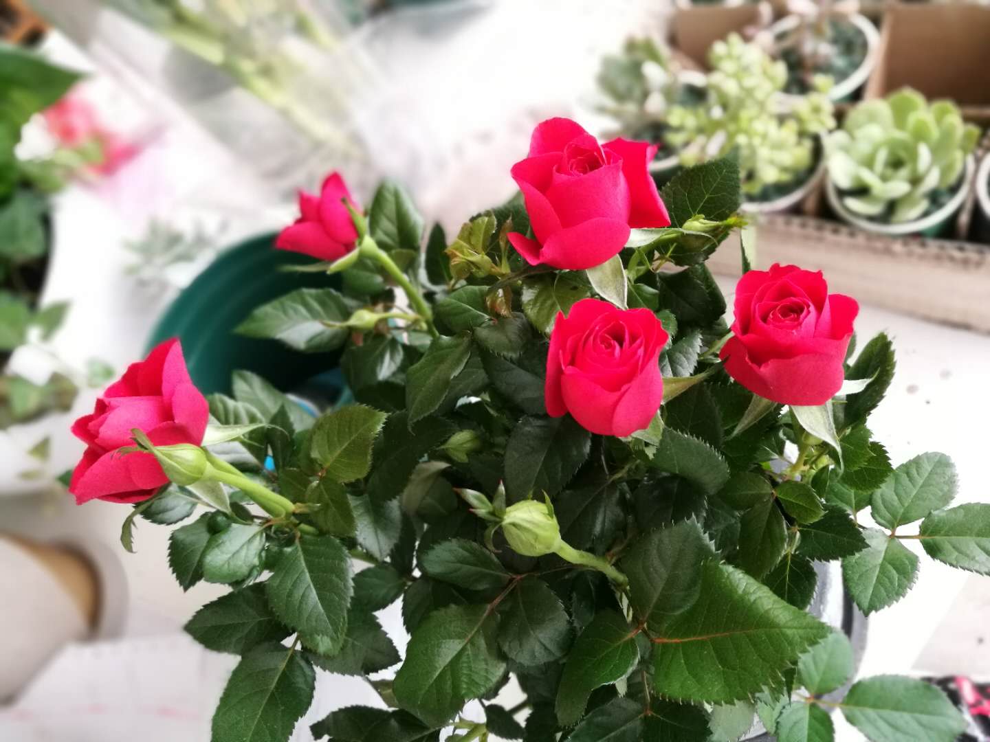 嘉善人保財險 大棚花卉保險護花保生產(chǎn)