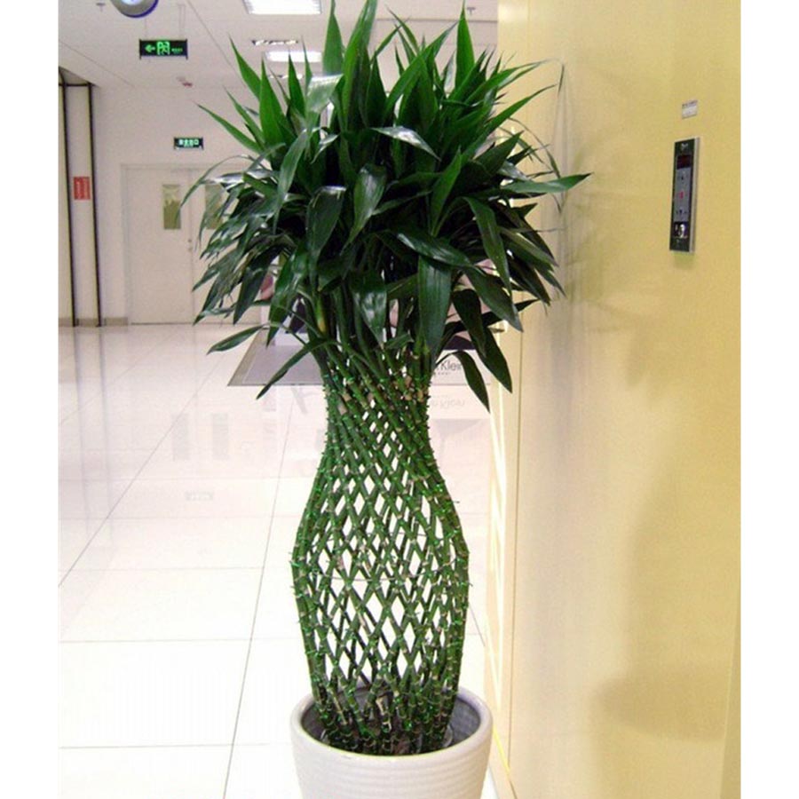 辦公室吸煙綠植租擺推薦