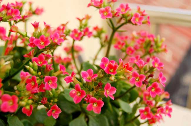 長(zhǎng)壽花做到這幾點(diǎn)，也能花團(tuán)錦簇美不勝收