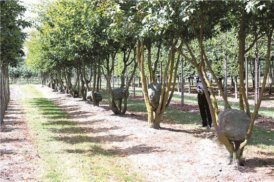 山西舉辦第六屆苗木及花卉博覽會