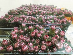 臨近七夕國產(chǎn)&ldquo;公主&rdquo;熱銷