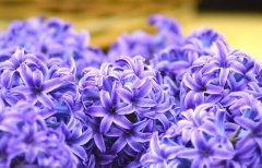 辦公室綠植租賃如何種出心儀的風信子？怎么養(yǎng)