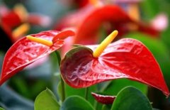 辦公室租賃的紅掌遲遲不開花的原因是什么？