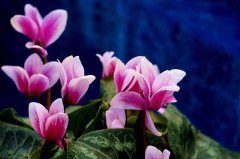 法國艾羅舉辦仙客來技術(shù)交流會