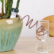 辦公室租賃的花卉自動澆水的4個(gè)妙招