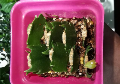 一個&ldquo;扦插花卉&rdquo;的小經(jīng)驗(yàn)：不用生根粉、生根