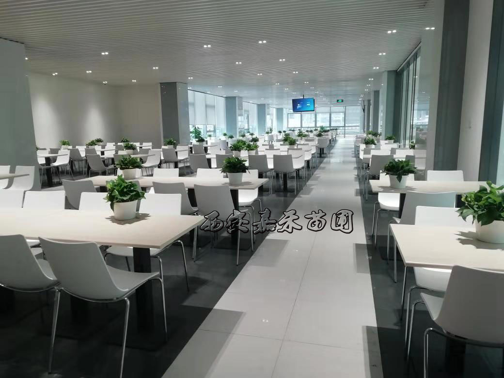 辦公室植物租擺選擇有講究,植物的正確擺放你