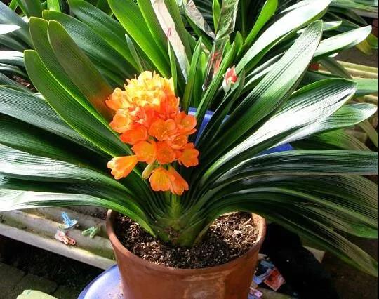 一直不生長的君子蘭，只做了這兩點(diǎn)，又重新開