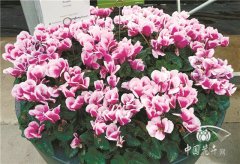 仙客來‘京都’獲德國(guó)埃森展獎(jiǎng)項(xiàng)提名