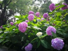 豆腐渣加工后做＂花肥＂，用來養(yǎng)蘭花，葉綠、