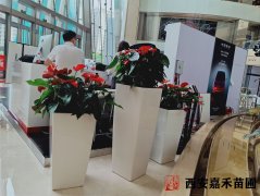 西安辦公場(chǎng)所綠植租賃信譽(yù)保證的公司