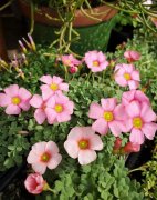 6款迷你小盆栽，桌上窗臺養(yǎng)一盆，精致小巧惹人