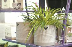 摔不爛的鈞瓷花盆進(jìn)軍國(guó)內(nèi)市場(chǎng)