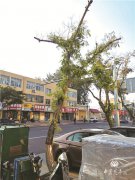 合歡行道樹長勢衰弱原因及對策