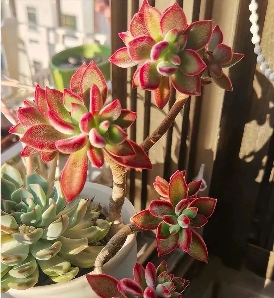 西安花卉綠植租賃桌擺多肉休眠結(jié)束，4件事要馬上做！