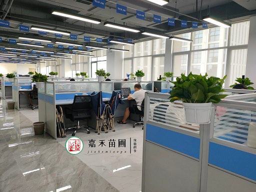 西安辦公室綠植花卉租擺植物有哪些？