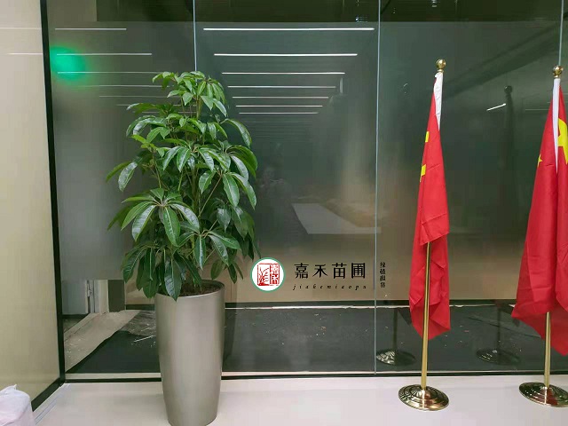 西安高新區(qū)辦公室花卉租賃
