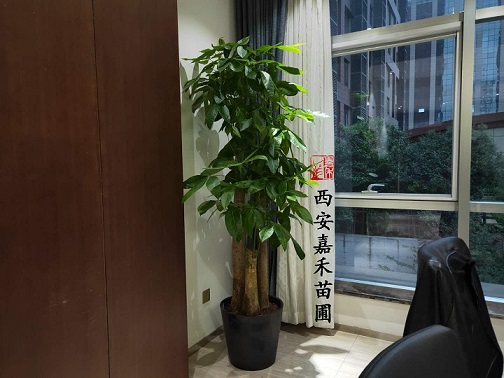 辦公室綠植擺放效果圖|西安嘉禾苗圃 辦公室綠植擺放效果圖|西安嘉禾苗圃