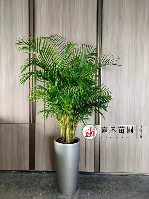 西安辦公室大型綠植租賃散尾葵|西安嘉禾苗圃 西安辦公室大型綠植租賃散尾葵|西安嘉禾苗圃
