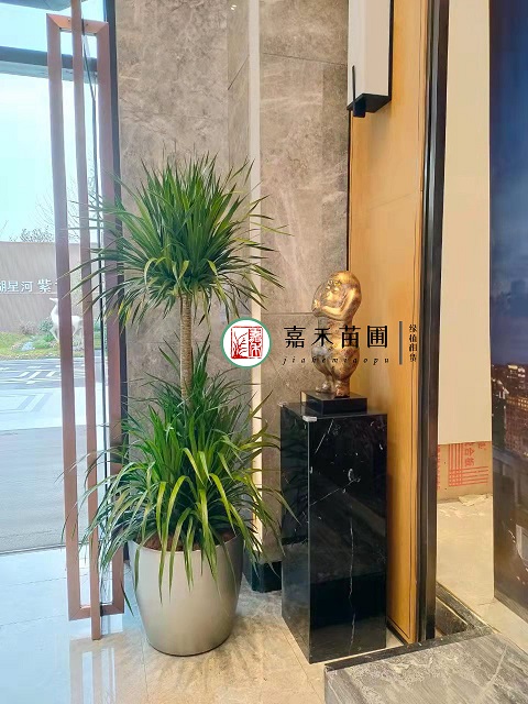 西安辦公室大型綠植租賃龍血樹|西安嘉禾苗圃 西安辦公室大型綠植租賃龍血樹|西安嘉禾苗圃