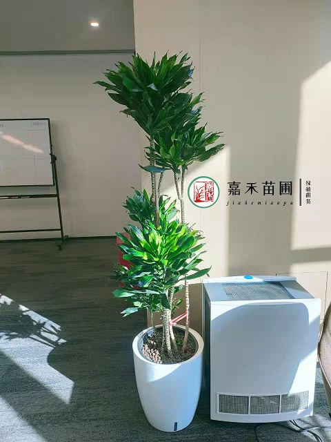 西安辦公室大型綠植租賃太陽神|西安嘉禾苗圃 西安辦公室大型綠植租賃太陽神|西安嘉禾苗圃
