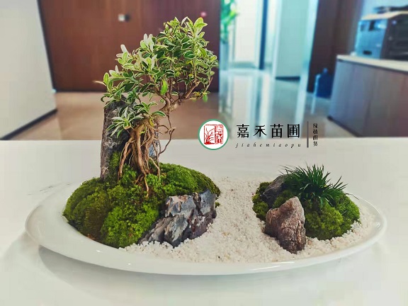 西安辦公綠植租擺哪家好
