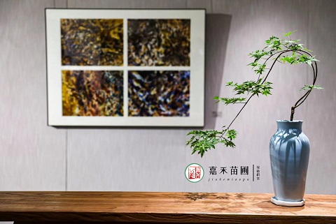 辦公室綠植養(yǎng)護(hù)收費(fèi)標(biāo)準(zhǔn)|西安嘉禾苗圃 辦公室綠植養(yǎng)護(hù)收費(fèi)標(biāo)準(zhǔn)|西安嘉禾苗圃