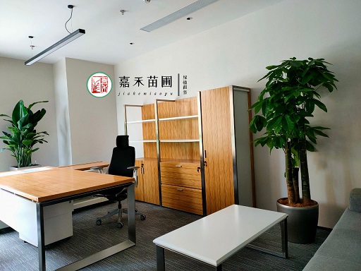 西安辦公室綠植租賃養(yǎng)護(hù)指南