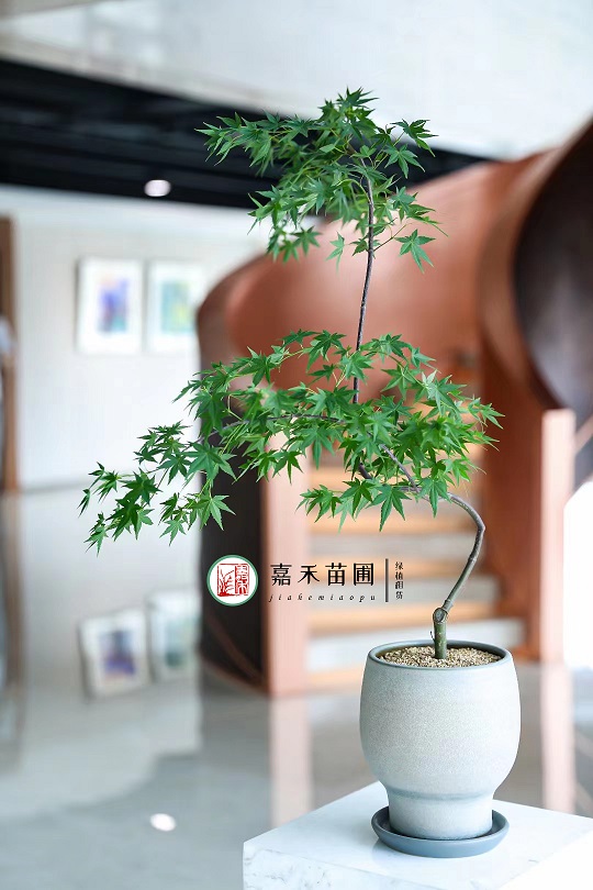 西安辦公室高端綠植租擺|西安嘉禾苗圃 西安辦公室高端綠植租擺|西安嘉禾苗圃