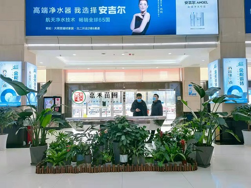 寫字樓辦公室花卉綠植租擺|西安嘉禾苗圃 寫字樓辦公室花卉綠植租擺|西安嘉禾苗圃