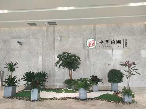寫字樓花卉綠植租擺|西安嘉禾苗圃 寫字樓花卉綠植租擺|西安嘉禾苗圃