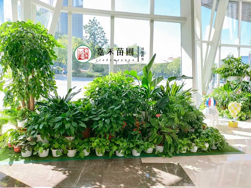 辦公室花卉綠植租擺|西安嘉禾苗圃 辦公室花卉綠植租擺|西安嘉禾苗圃