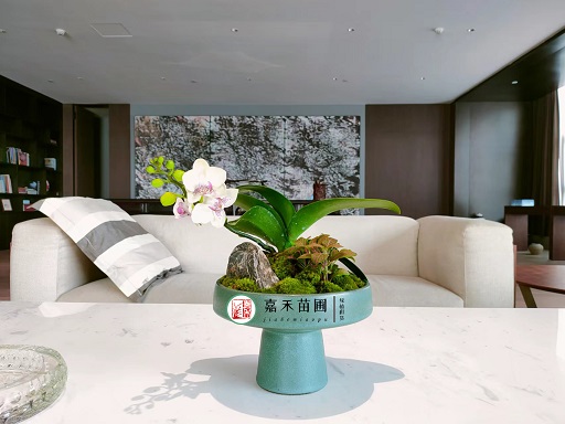 寫字樓辦公室花卉綠植租擺案例|西安嘉禾苗圃 寫字樓辦公室花卉綠植租擺案例|西安嘉禾苗圃