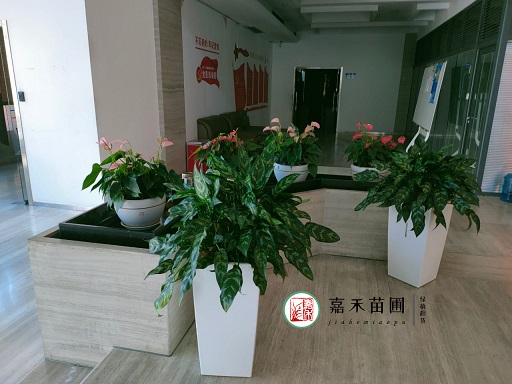西安辦公室綠植租賃|西安嘉禾苗圃 西安辦公室綠植租賃|西安嘉禾苗圃