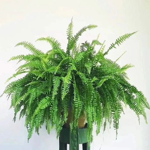 西安綠植租賃植物波士頓蕨怎么養(yǎng)護(hù)