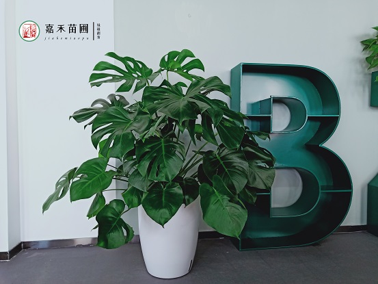 西安辦公室租擺綠色花卉|西安嘉禾苗圃