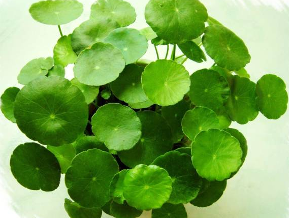 西安辦公室花卉花卉租擺銅錢草的養(yǎng)護方法