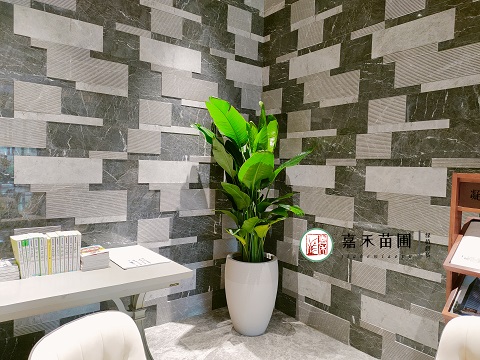 西安辦公室盆栽花卉租擺|西安嘉禾苗圃