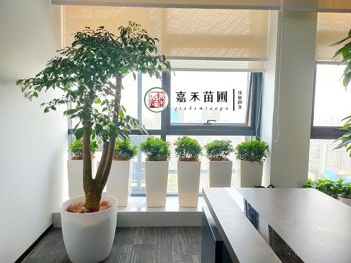西安辦公室花卉綠植租賃|西安嘉禾苗圃 西安辦公室花卉綠植租賃|西安嘉禾苗圃