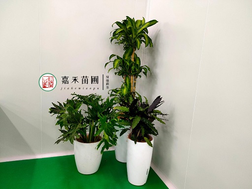 西安辦公室花卉租擺費(fèi)用|西安嘉禾苗圃 西安辦公室花卉租擺費(fèi)用|西安嘉禾苗圃