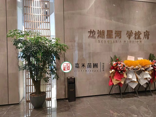 西安辦公室綠植租賃|西安嘉禾苗圃