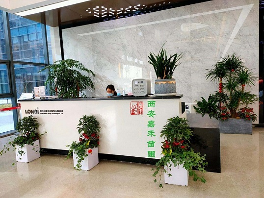 西安辦公室綠植租賃方案|西安嘉禾苗圃