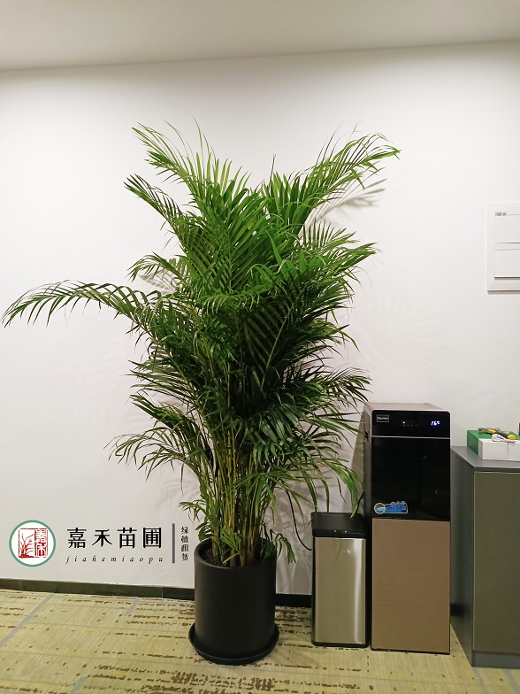 辦公室綠植花卉租擺效果圖|西安嘉禾苗圃 辦公室綠植花卉租擺效果圖|西安嘉禾苗圃