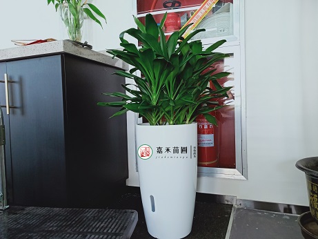 西安辦公室綠植租賃公司|西安嘉禾苗圃