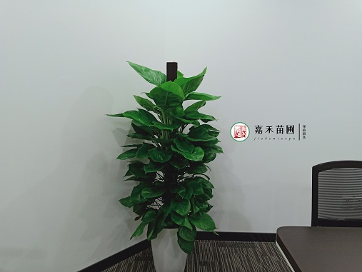 西安辦公室花卉綠植租擺|西安嘉禾苗圃