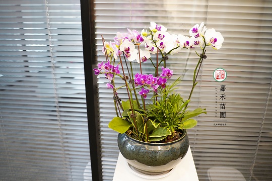 辦公室綠植租賃設(shè)計(jì)|西安嘉禾苗圃