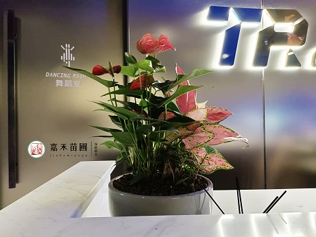 西安花卉綠植租賃原則|西安嘉禾苗圃 西安花卉綠植租賃原則|西安嘉禾苗圃