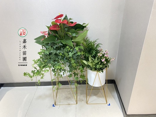 適合光線暗的西安辦公室綠植租賃植物
